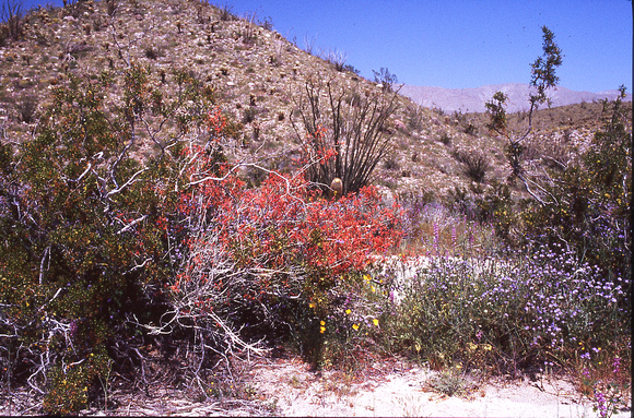 Desert Bloom 2005 - 014