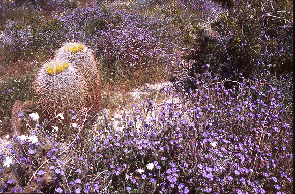 Desert Bloom 2005 - 015