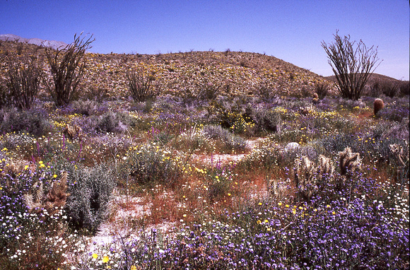 Desert Bloom 2005 - 017