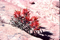 Zion NP xtra - 009