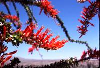 Desert Bloom 1975 05 - 015