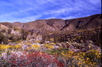 Desert Bloom 2005 - 001