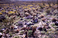 Desert Bloom 2005 - 005