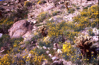 Desert Bloom 2005 - 003