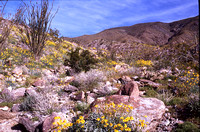 Desert Bloom 2005 - 004