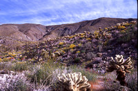 Desert Bloom 2005 - 002