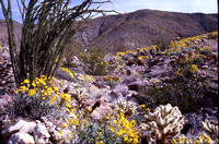 Desert Bloom 2005 - 006