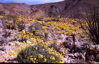 Desert Bloom 2005 - 007