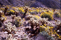 Desert Bloom 2005 - 008