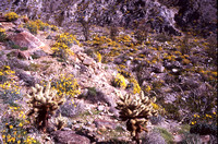 Desert Bloom 2005 - 009