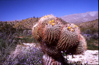 Desert Bloom 2005 - 010
