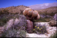 Desert Bloom 2005 - 011
