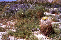 Desert Bloom 2005 - 012