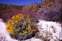 Desert Bloom 2005 - 013