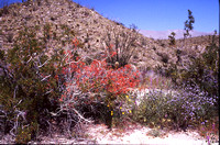 Desert Bloom 2005 - 014