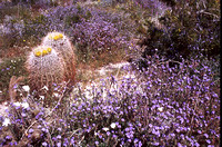 Desert Bloom 2005 - 015