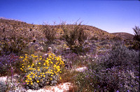 Desert Bloom 2005 - 016