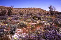 Desert Bloom 2005 - 017