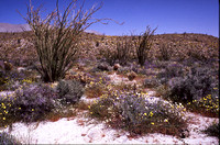 Desert Bloom 2005 - 018