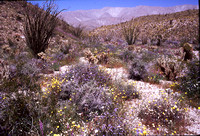 Desert Bloom 2005 - 019