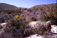 Desert Bloom 2005 - 020