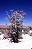 Desert Bloom 1979 05 - 020