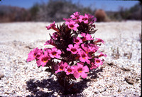 Desert Bloom 1979 05 - 011