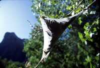 Zion NP xtra - 007