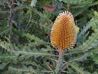 DSCF5170