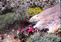 Desert Bloom 1979 04 - 007