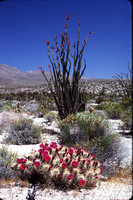Desert Bloom 1975 05 - 032